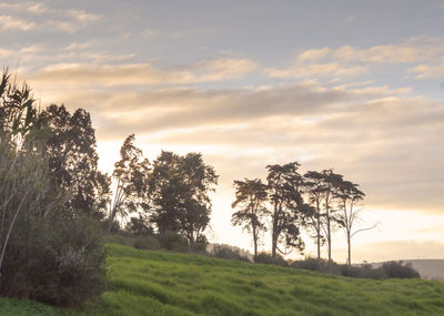 Trees on field against sky at sunset