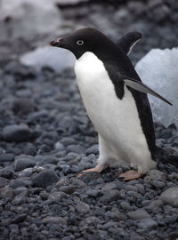 Close-up of penguin on rock antarctica