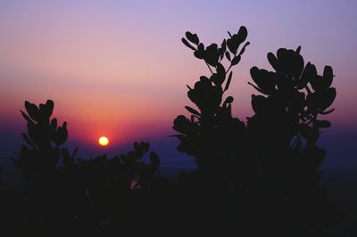 Silhouette of tree and plant against sky during sunset