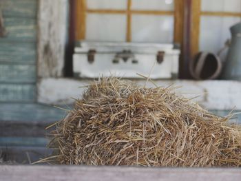 Close-up of hay