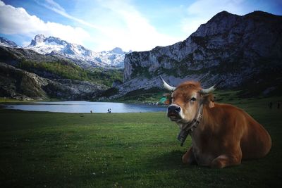 Horse on field against mountains