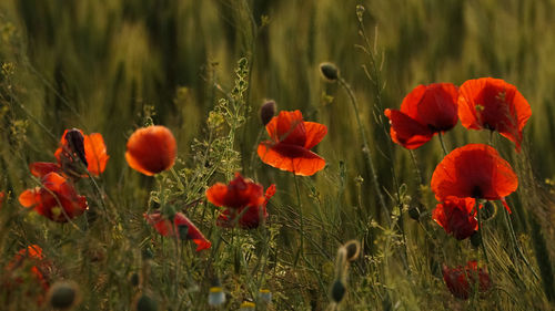 Close-up of red poppy flowers in field