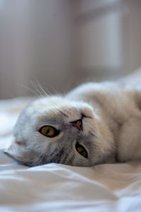 Close-up portrait of a cat head upside down