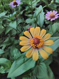 Close-up of yellow flowers blooming outdoors