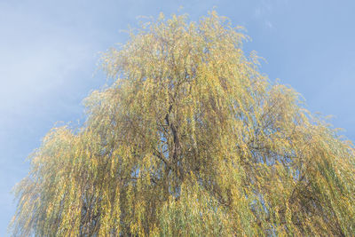 Low angle view of tree