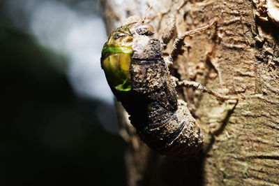 Close-up of lizard on tree trunk