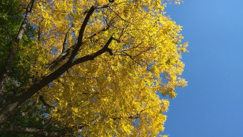 Low angle view of flower tree against blue sky