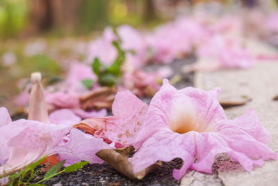 Close-up of pink rose flower