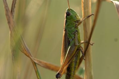 Close-up of damselfly on plant