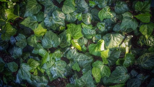 Full frame shot of green leaves