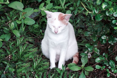 Close-up of cat on grass