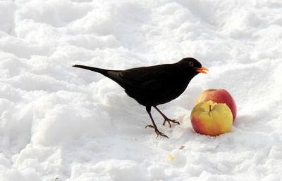 Blackbird feeding on apples at snow covered field