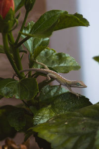 Close-up of lizard on plant