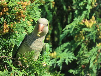 Close-up of a bird against plants