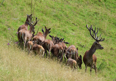 Low angle view of deer on hillside