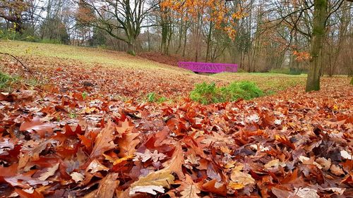 Autumn leaves on field