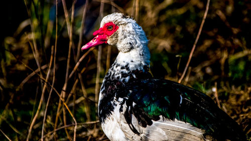 Close-up of a duck