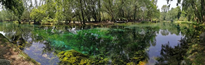 Scenic view of lake in forest