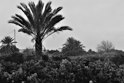 Palm trees on field against clear sky