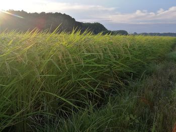 Crops growing on field against sky