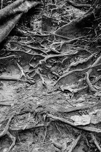 High angle view of dried plant on field