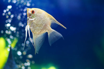 Close-up of fish swimming in aquarium