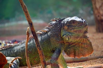 Iguana lizard