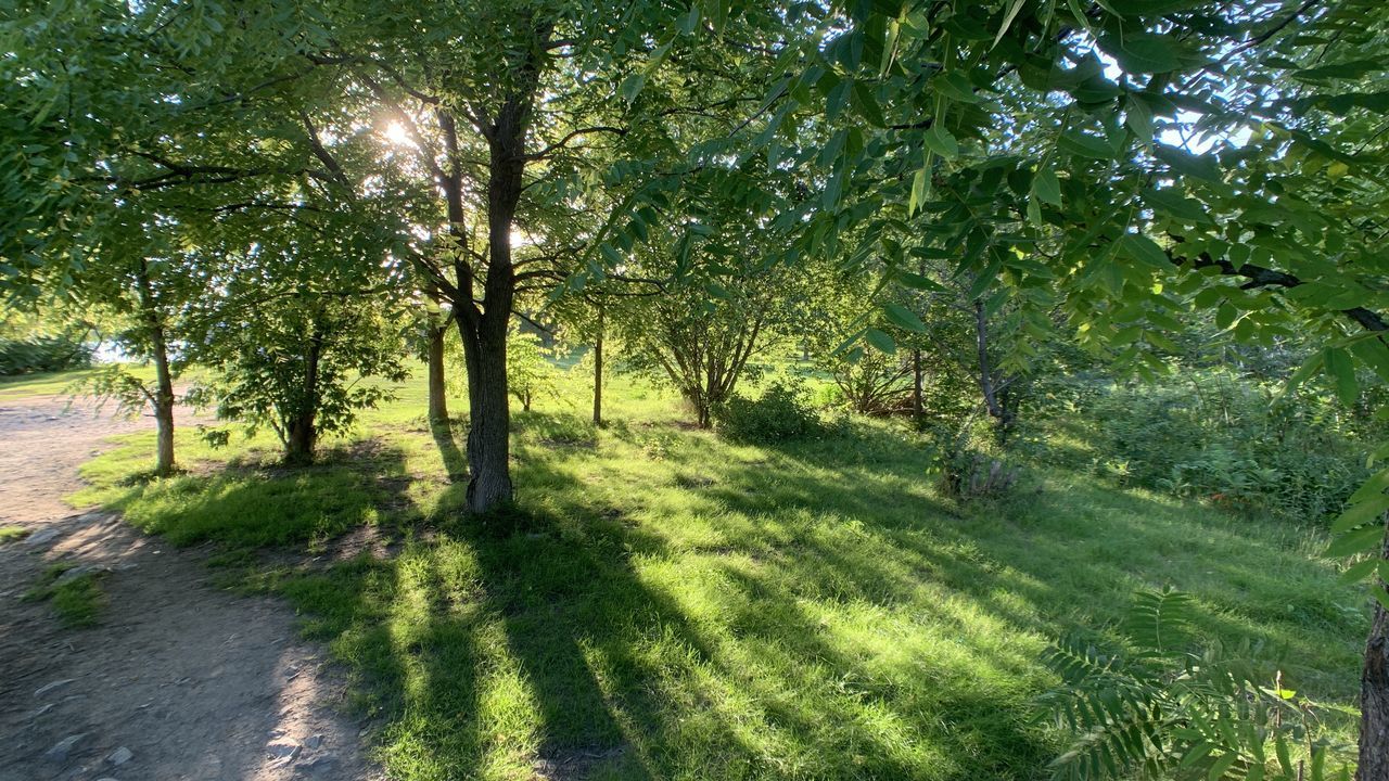 TREES GROWING IN FOREST