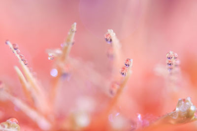 Close-up of water drops on pink flowering plant