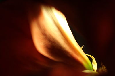 Close-up of orange flower against black background