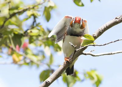 Zebra finch