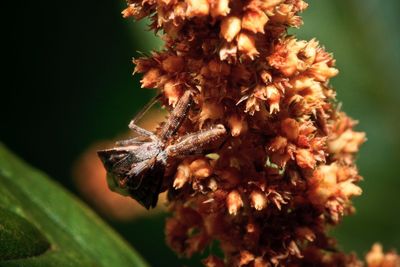 Close-up of insect on flower