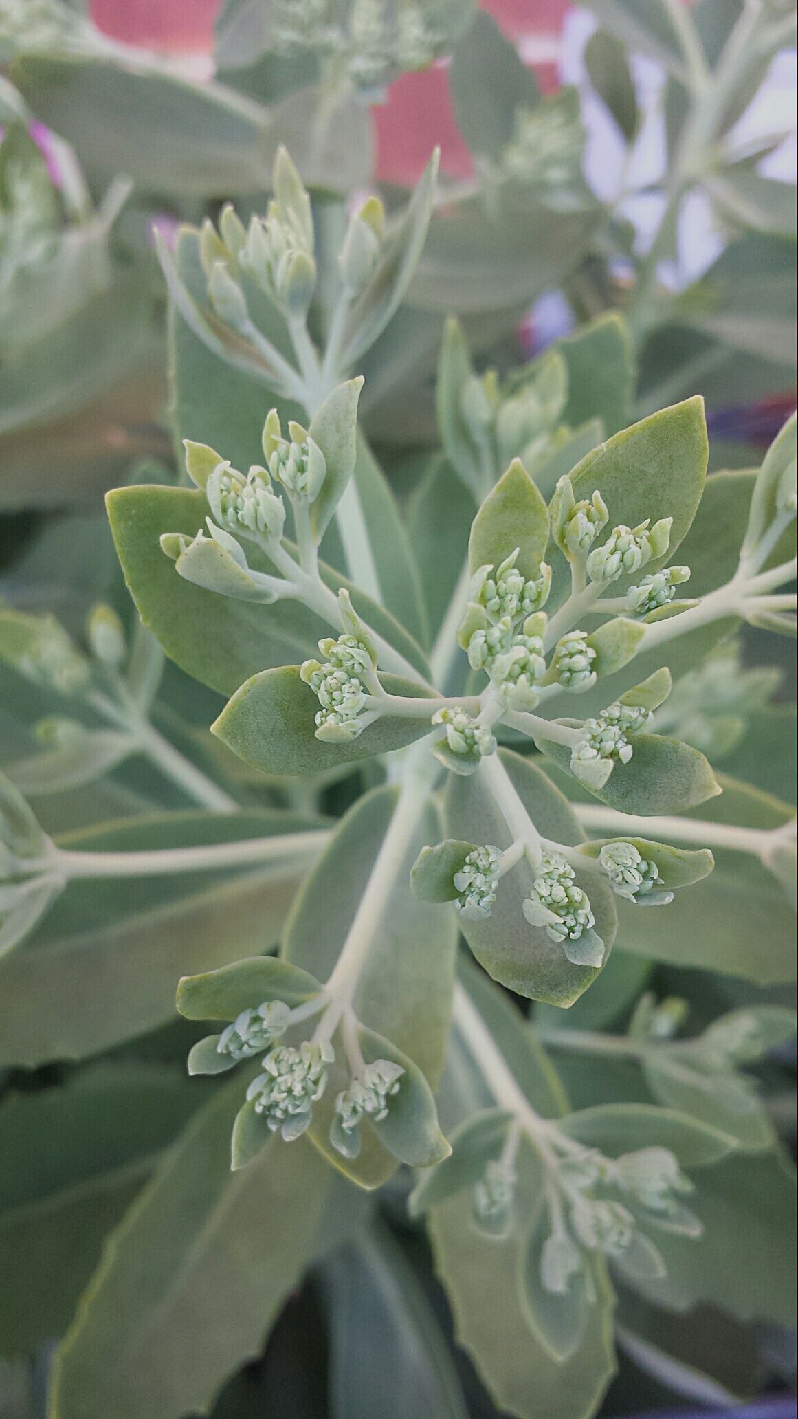 Sedum autumn joy