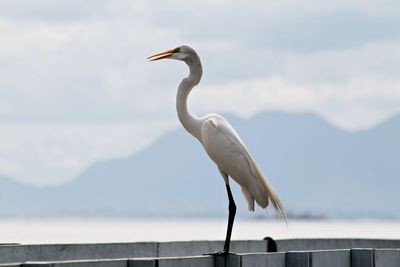 Bird perching on a lake against sky / garça empoleirada no píer 