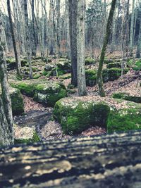 Trees growing in forest