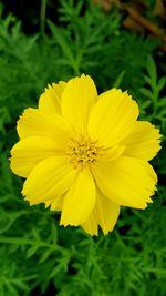 Close-up of yellow flowering plant