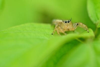 Close-up of spider on leaf