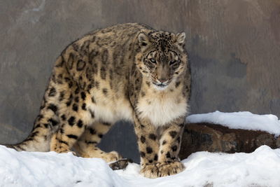 Cat in a snow