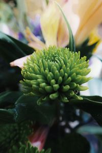 Close-up of flowering plant