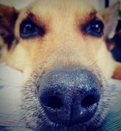 Close-up portrait of dog