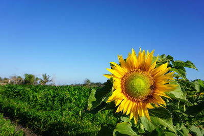 Sunflower field against clear blue sky