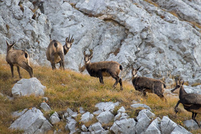 Flock of deer on rock