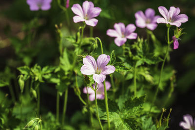 Pink geranium flower in the garden at sunny summer