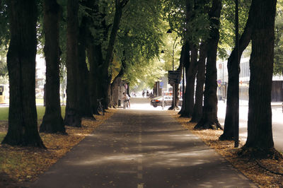 Footpath amidst trees in forest