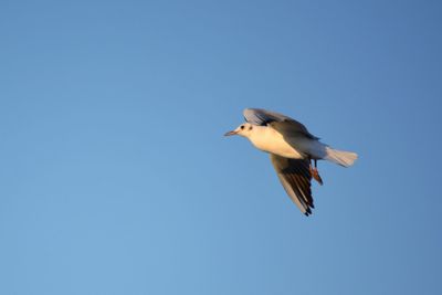 Low angle view of bird flying in sky