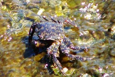 High angle view of turtle swimming in water