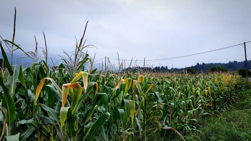 Plants growing on field against sky