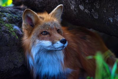 Close-up of an animal