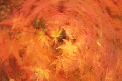 Full frame shot of orange maple leaves
