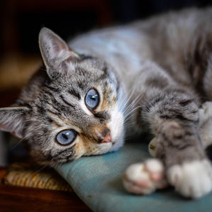 Close-up of cat resting